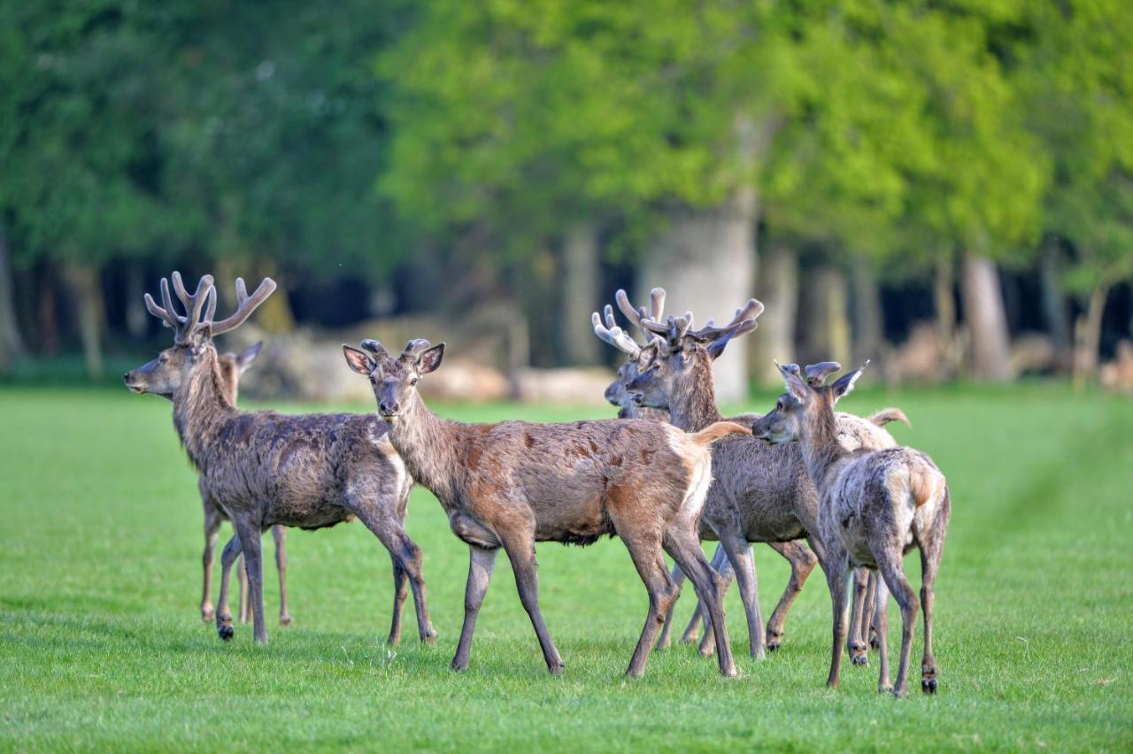New Park Manor Hotel - A Luxury Family Hotel Brockenhurst Εξωτερικό φωτογραφία